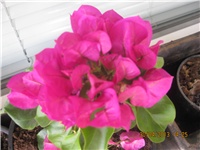 b194c0b8-Marica auto 120.jpg